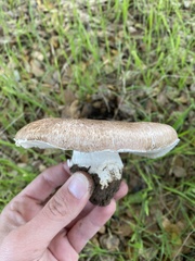 Amanita novinupta