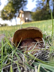 Aureoboletus flaviporus