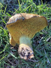 Aureoboletus flaviporus