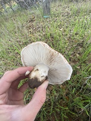 Amanita novinupta