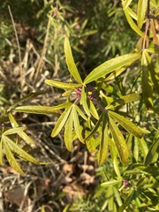 Vitex agnus-castus