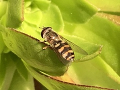 Metasyrphus