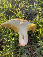 Aureoboletus flaviporus