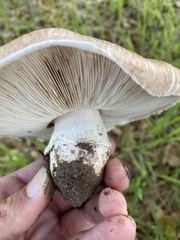 Amanita novinupta