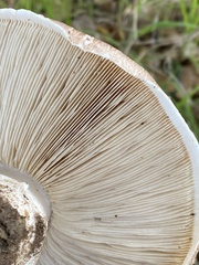 Amanita novinupta
