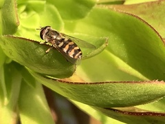 Metasyrphus