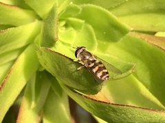 Metasyrphus