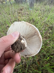Amanita novinupta