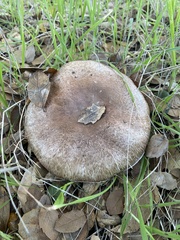 Amanita novinupta