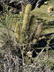 Bergerocactus emoryi