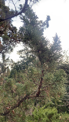 Juniperus chinensis