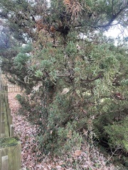 Juniperus chinensis