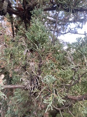 Juniperus chinensis