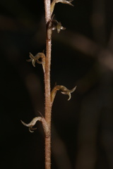 Mesadenus lucayanus