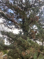 Juniperus chinensis