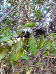 Schinus latifolia