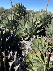 Agave shawii