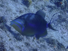 Balistes vetula