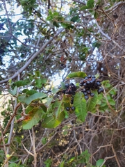 Schinus latifolia