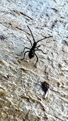 Leptoglossus chilensis