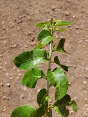 Schinus latifolia