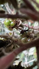 Leptoglossus chilensis