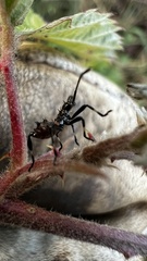 Leptoglossus chilensis