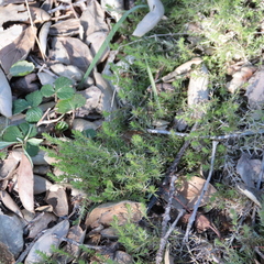 Galium andrewsii