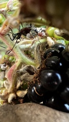 Leptoglossus chilensis