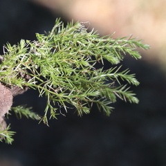 Galium andrewsii