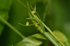 Heliconius charithonia