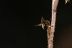 Mesadenus lucayanus