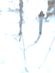 Fraxinus pennsylvanica
