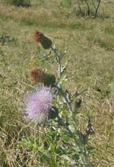 Cirsium texanum