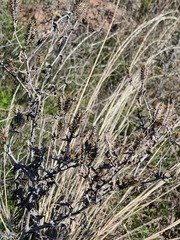 Argemone polyanthemos