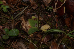 Mesadenus lucayanus