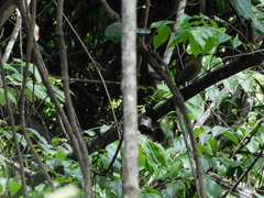 Momotus subrufescens