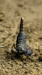 Deccanometrus phipsoni