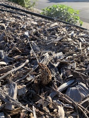 Morchella rufobrunnea