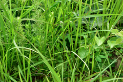 Eupatorium lindleyanum