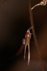 Neottia bifolia