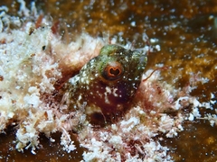 Emblemaria pandionis