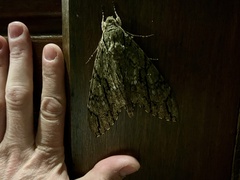 Cocytius lucifer