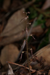 Neottia bifolia