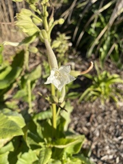 Nicotiana