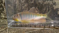 Opsariichthys evolans