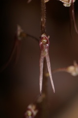 Neottia bifolia