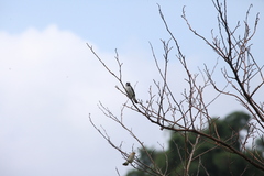 Sporophila lineola