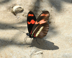 Heliconius telesiphe