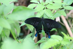 Papilio bianor thrasymedes